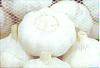 Sell  Garlic 