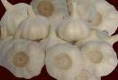  Fresh   Garlic 