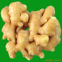  Fresh   Ginger  and Air-dry  Ginger 