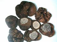 Fresh Truffle