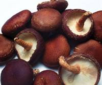  Lentinus   Edodes   Polysaccharide 