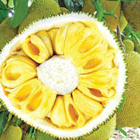  Fresh   Jackfruit 
