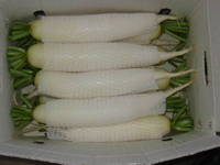 Fresh White Radish