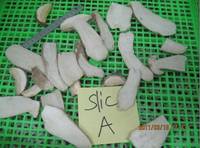 Frozen Boletus Edulis