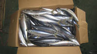 Frozen Pacific Mackerel