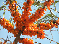 IQF Sea Buckthorn, Seabuckthorn