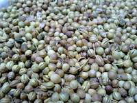 Coriander Seed (Max 5% Leap)