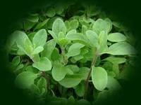 Green  Marjoram 