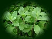 Green  Marjoram 