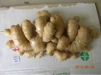 Ginger Dry Ginger Fresh Ginger