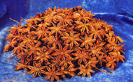 Organic Spices Star Aniseed,Fennel Fruit