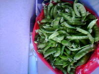 Chinese Fresh Pea