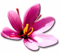Saffron, Zafran, Azafran, Kessar, Crocus Satius