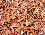 Broken Cassia