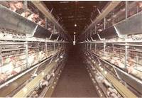 Poultry  Cages 