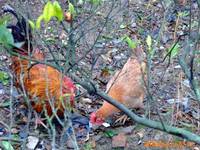 Chicken Supply