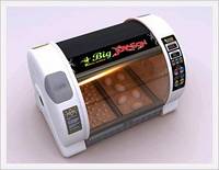  Reptile  Incubator