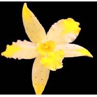 Brassavolaelio ( new   Design )
