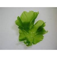 Sea Lettuce  Flake s or  Powder 