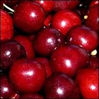 CHERRIES CONCENTRATE FROZEN PUREE