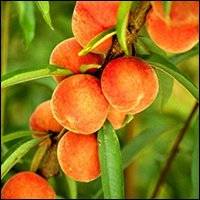 PEACHES NATURAL FROZEN PUREE