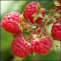 FROZEN RASPBERRIES