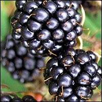 CULTIVATED BLACKBERRIES CONCENTRATE FROZEN PUREE