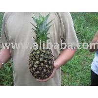  Fresh   Pineapple 