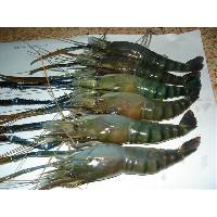 Shrimp