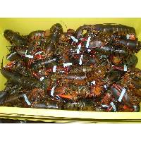 Live Lobster