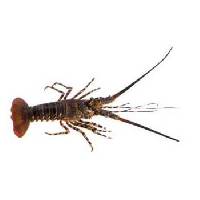 Lobster, Whole