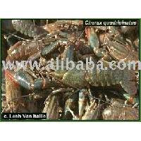 Crayfish, Redclaw, yabbie