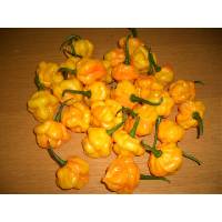 Hot Pepper