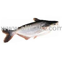 Pangasius hypophthalmus
