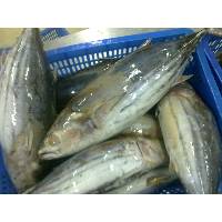 Skipjack Tuna