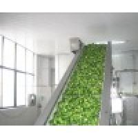 IQF frozen broccoli ( Broccoli flower/ iqf frozen broccoli )