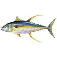 skipjack tuna/yellowfin tuna,Tunisia COSTASMIRALDA price supplier - 21food