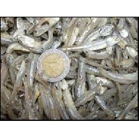 anchovy and dried seafood