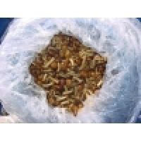salted nameko