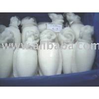  Fresh   Cuttlefish  Whole Cleaned, And All Kinds Of Fishes Available In India.