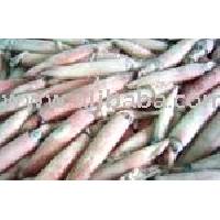 Fresh Squid With Eggs