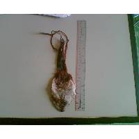 dried black squid