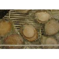 Abalone