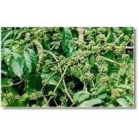 Green Robusta Coffee