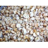  Fox  Nut