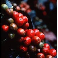 Green,  Jamaica Blue Mountain Coffee