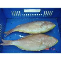  Frozen   threadfin   bream 