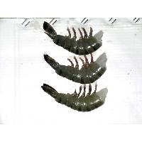 Indian Black Tiger