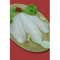Pangasius Hypothalamus (Basa)