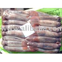 Illex Argentinus